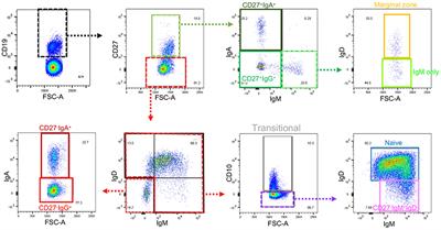 Reduced CD27−IgD− B Cells in Blood and Raised CD27−IgD− B Cells in Gut-Associated Lymphoid Tissue in Inflammatory Bowel Disease